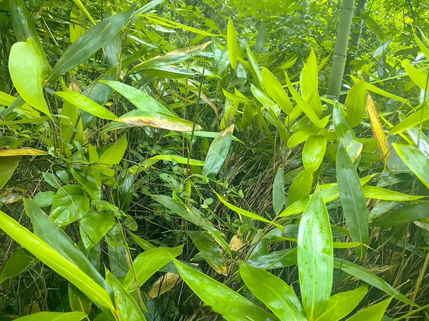 端午节好大一片箬竹，这大叶子包粽子香迷糊了 