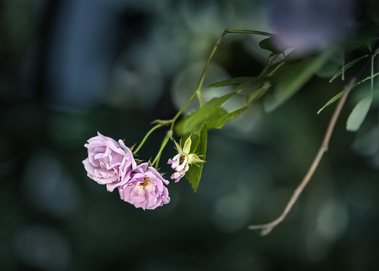 晒一张相册里的花