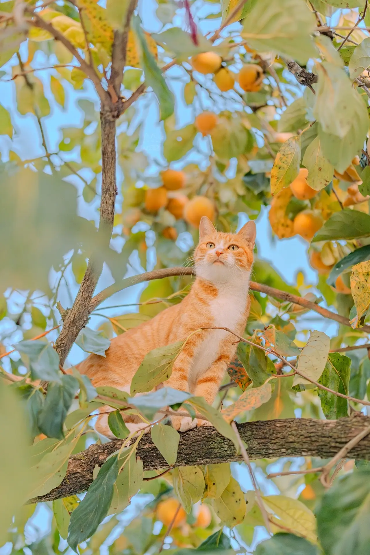 两年前拍的柿子和猫，感觉很难再遇见。在老家安吉拍的，当时夕阳的金光照过...