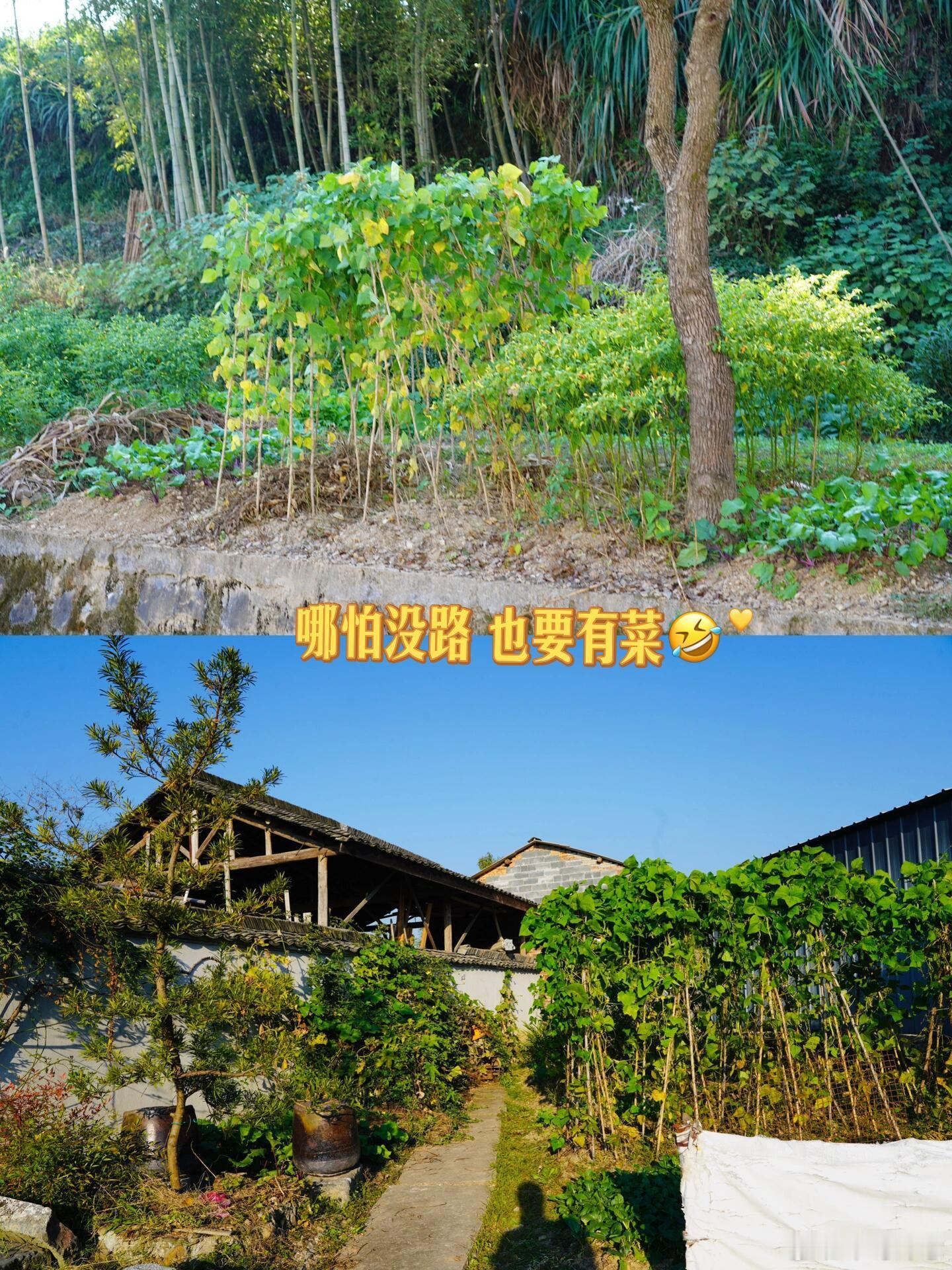 华夏子孙，但凡瞅见闲置之地，种菜的本能瞬间被点燃，没办法，这就是中国人的基因！#