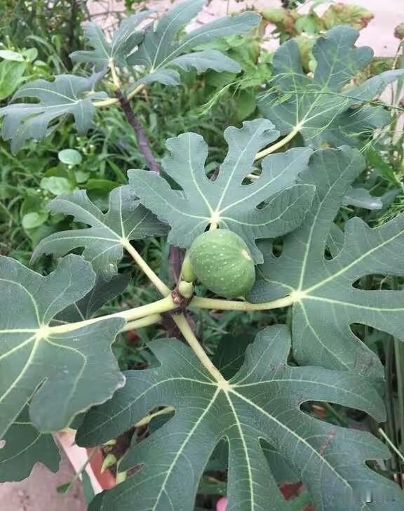 诱人的无花果