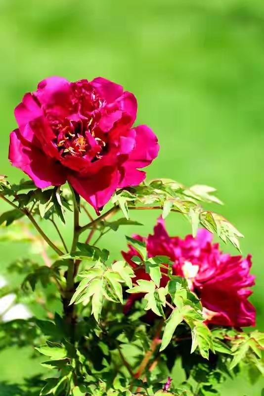 《七律•春语》
作者：转转看到


桃艳柳翠争报春，
风轻花香共灵韵。
远山青黛