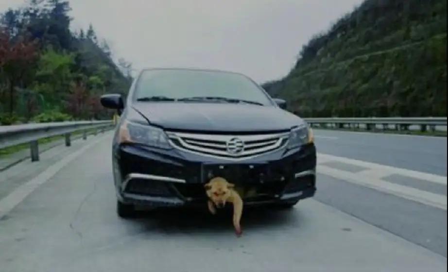 小狗没栓绳撞上正常行驶的汽车，狗主人向车主索赔。这件事判了：车主无责，狗主人赔偿