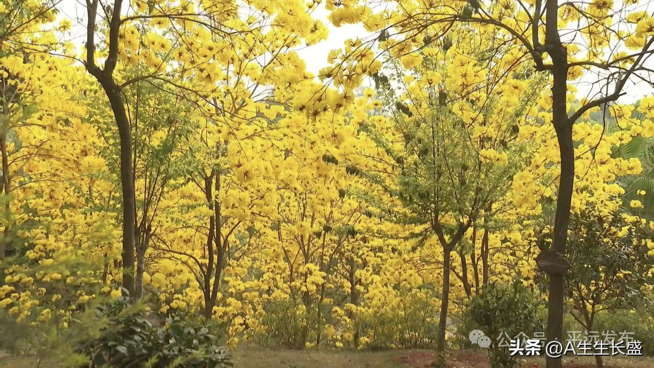 万紫千红百花齐放百花争艳，拍摄艺术加上相机好，拍出来效果挺美！