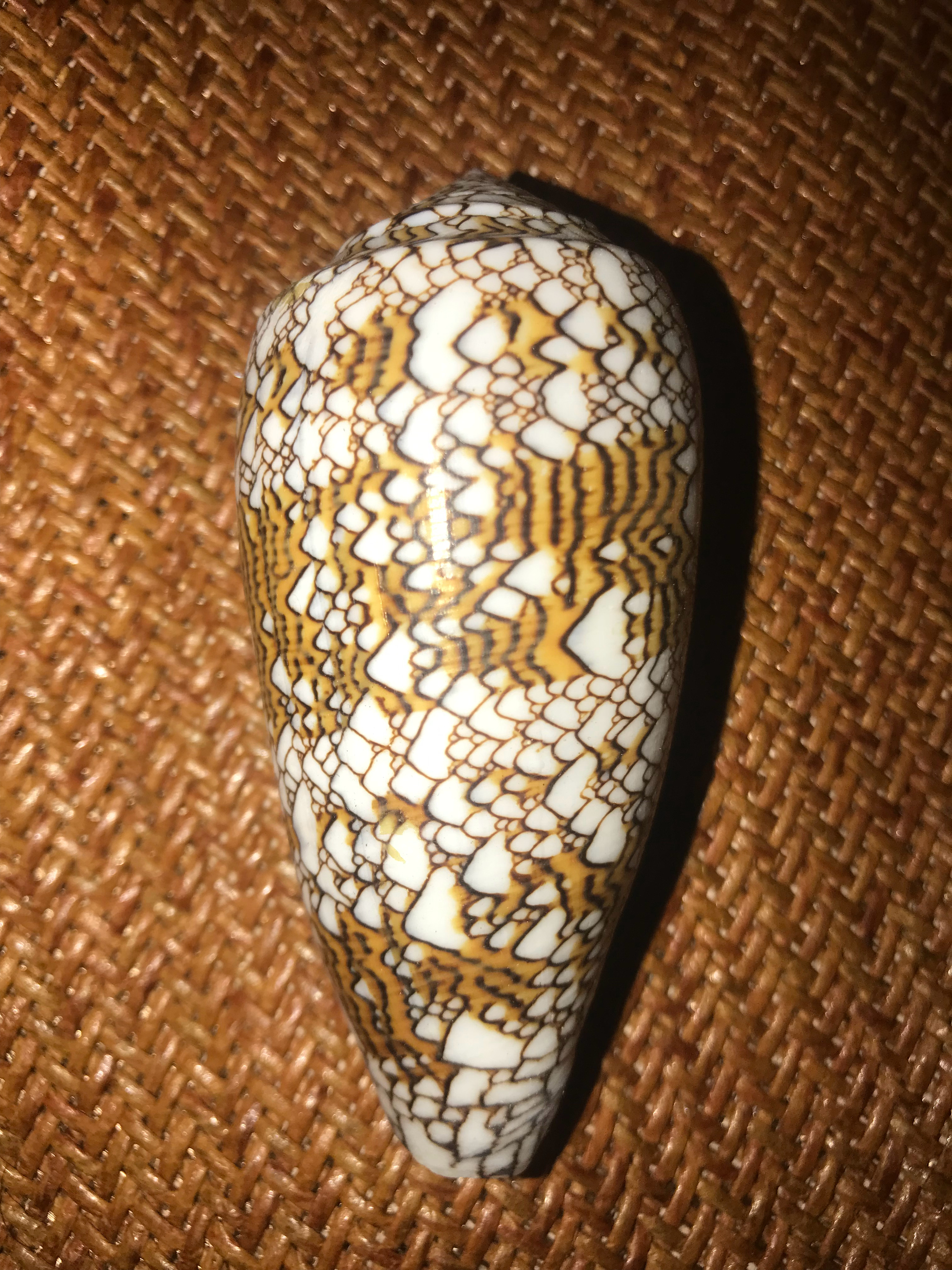 最近收的最多的芋螺是织锦芋螺Conus textile，也叫地图螺，毒性仅次于地
