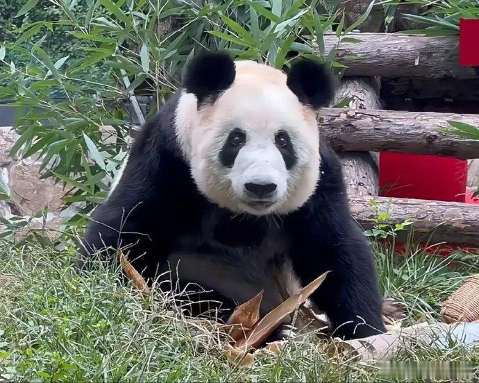 大熊猫丫丫现在长这样啦，突然就理解了“爱会滋养出新的血肉”这句话……[抱一抱] 