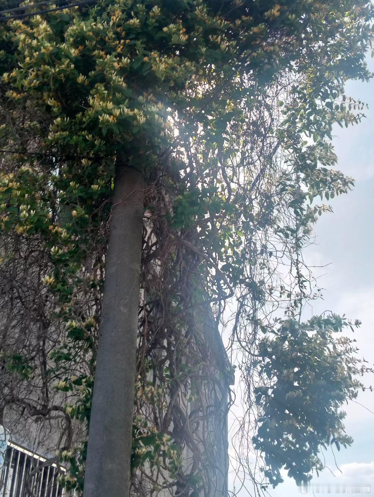 江南生活 初夏还没正式入夏，倒是先被树上的桑椹吃到过瘾。蹲在桑树下慢悠悠摘了整整