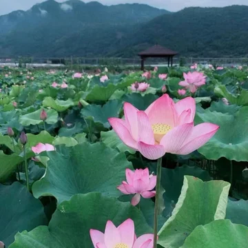 醉蝶观职场