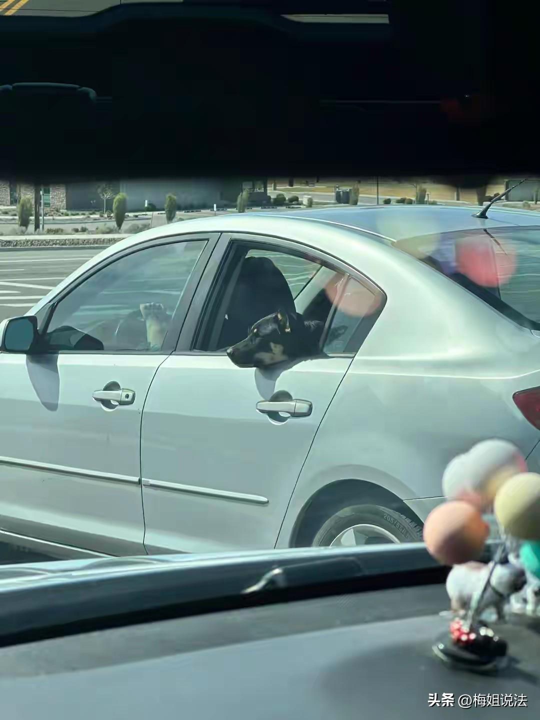 内蒙古呼和浩特，男子好好走在路上，没招谁惹谁，旁边车窗里突然探出一个狗头，一口咬