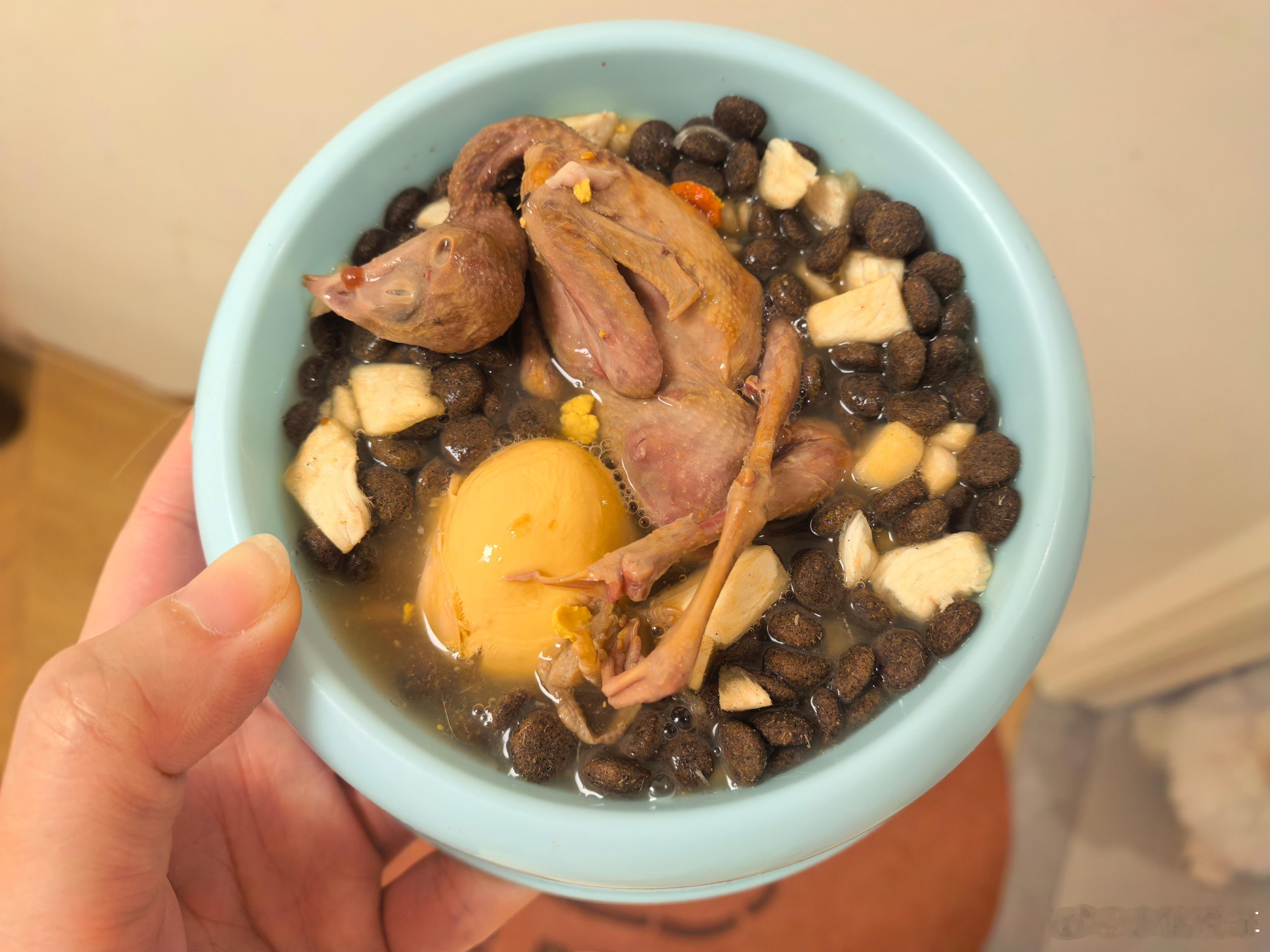 今天给有财加餐，鹌鹑蛋黄罐罐来财也跟着享福了西高地金渐层 ​​​