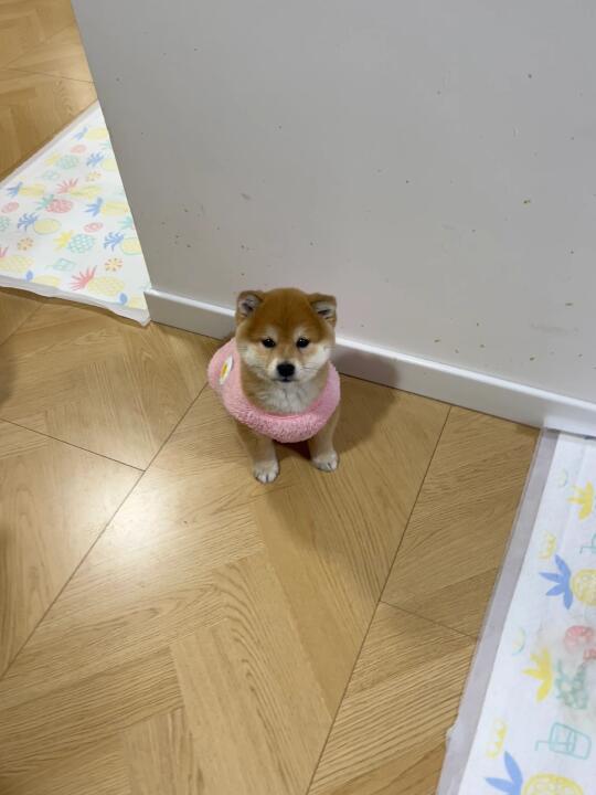乖乖等饭吃的柴犬宝宝