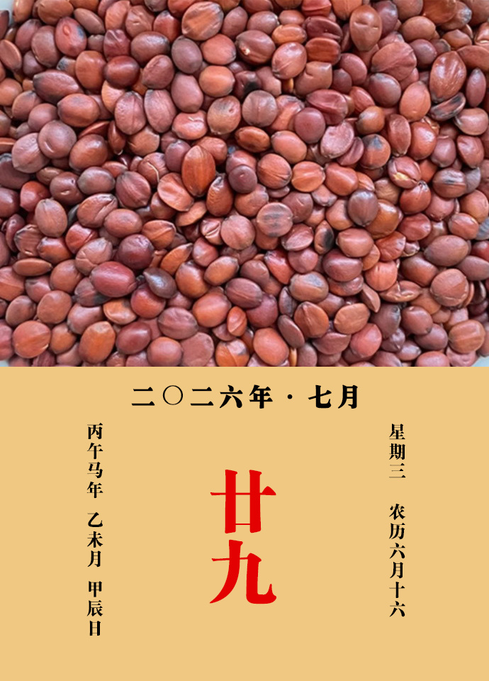 每天一味中草药 《名医别录》载：酸枣仁，主烦心不得眠，脐上下痛，血转、久泄，虚汗