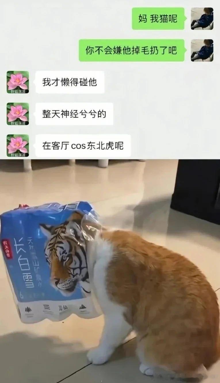 6362cos东北虎 😂 