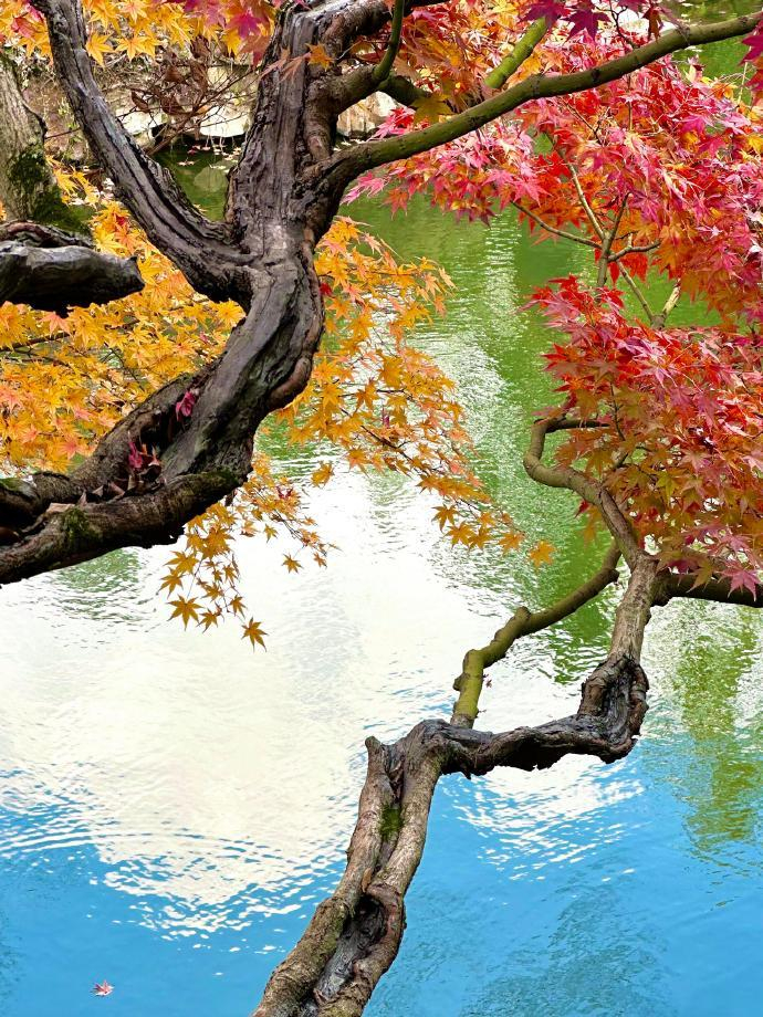 橙黄橘绿，如画的苏州园林🖼️ ​​​旅游旅游[超话] ​​​
