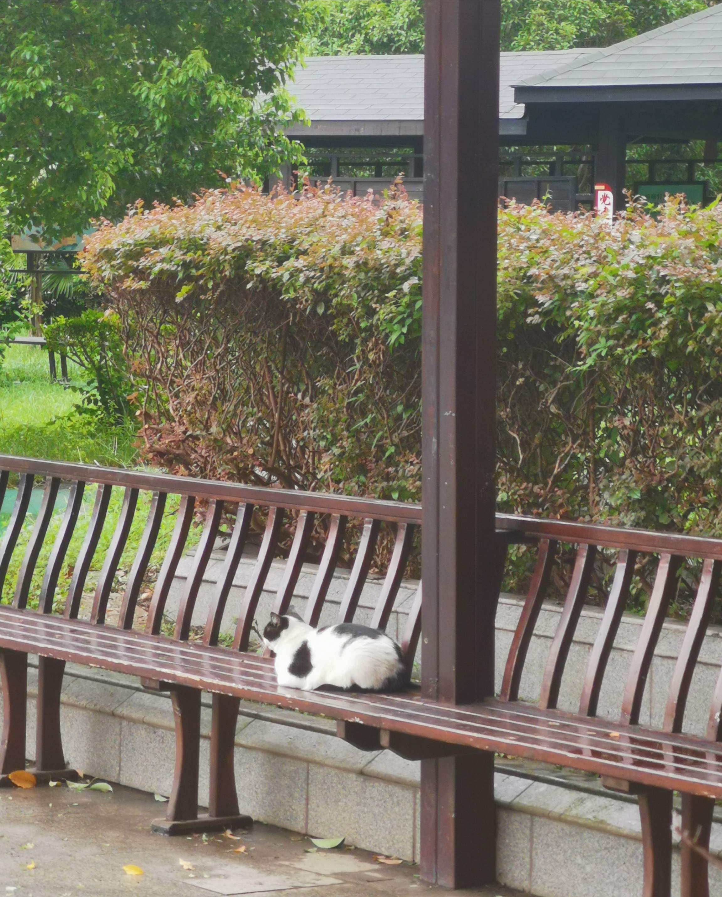猫宁。昨天忙上海书展，暂停。今日多帅强弟。一日二猫，洋猫昨日今日，中猫上树和行走