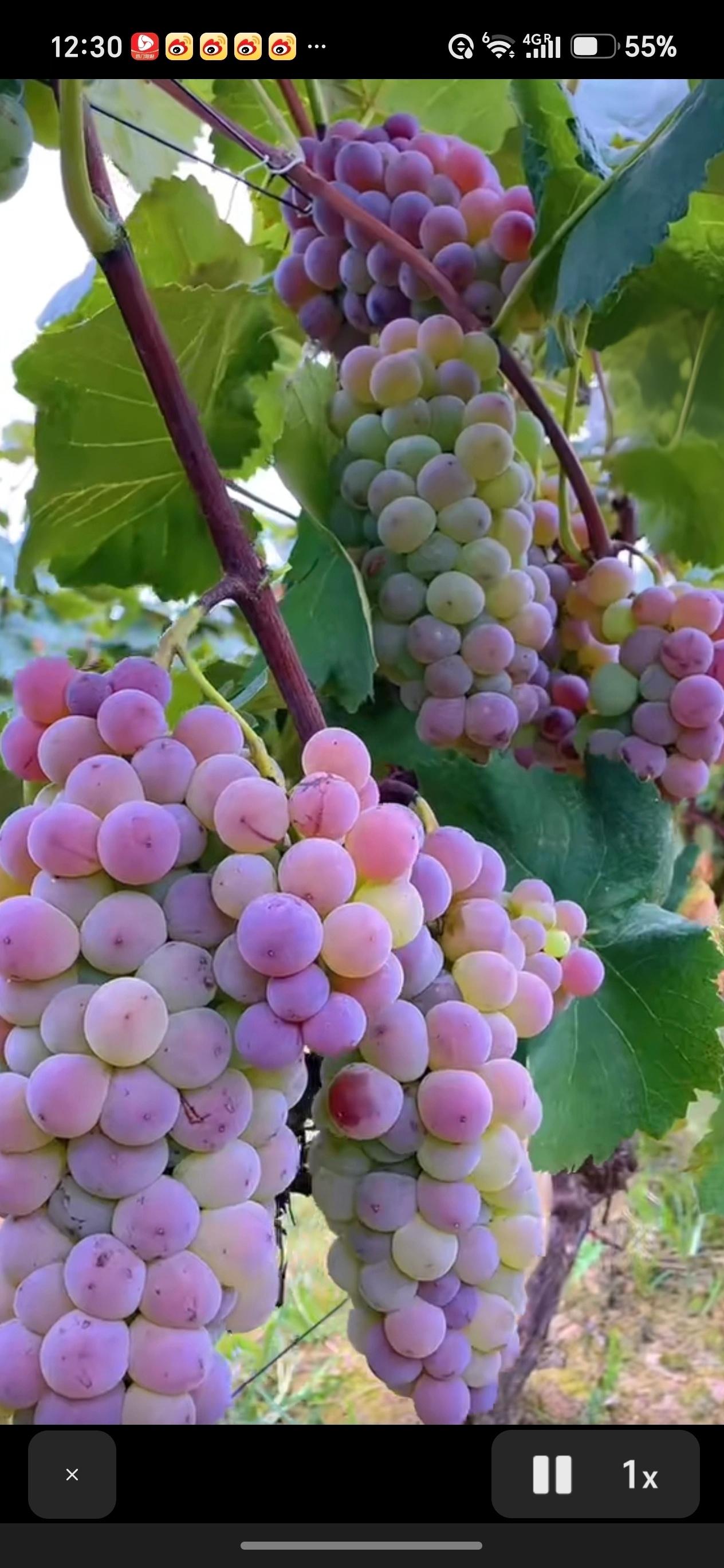 晒晒乡下的葡萄🍇美景秋天是收获的季节，翻到一张葡萄图片，太治愈了！