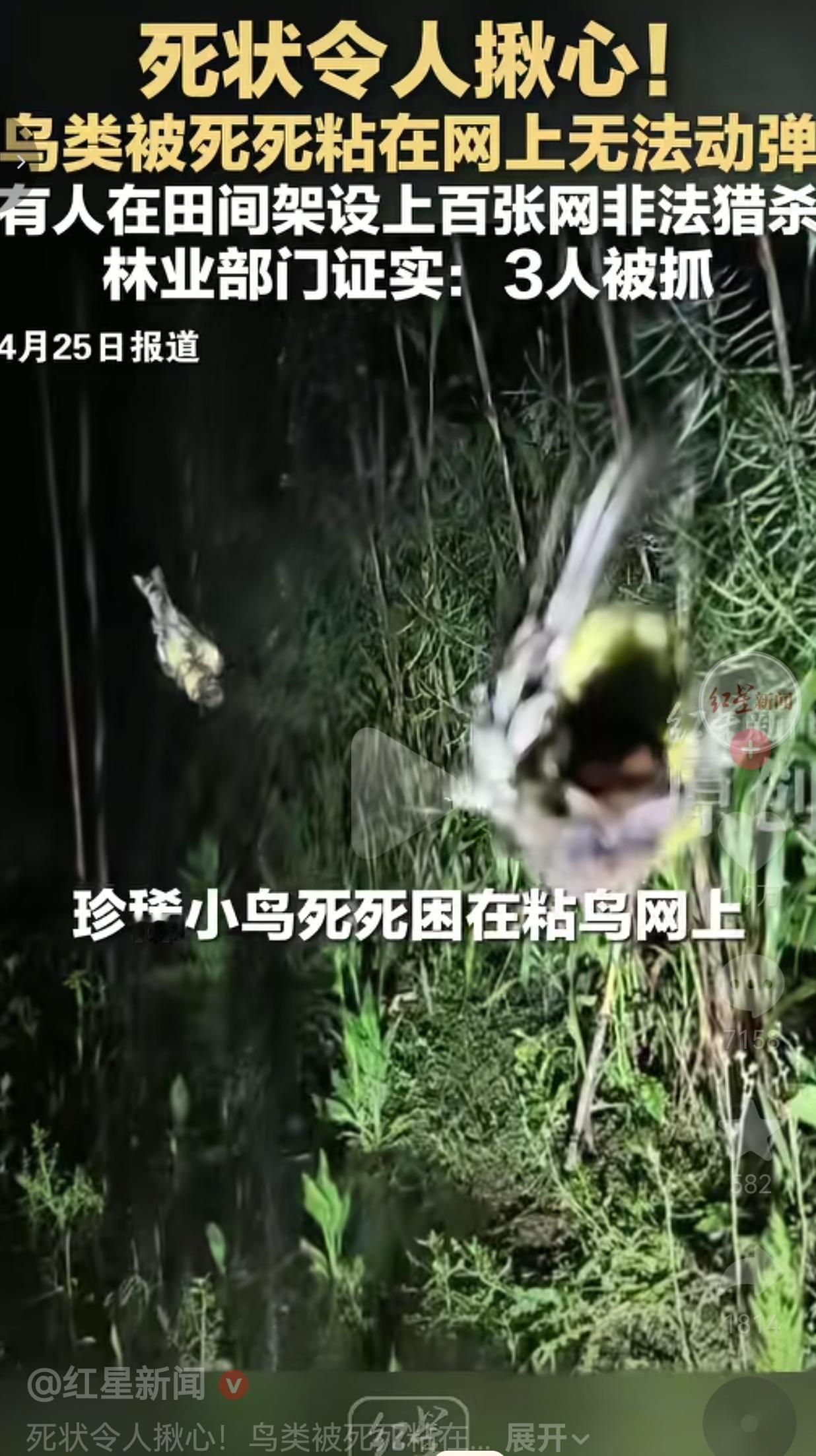 桂林田间的粘网，网住的是鸟，更是人最后的良知底线
 
4月24日，桂林全州的志愿