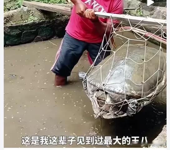 你们见过这么大的王八吗？
夫妻俩在荒弃多年的水池，发现了一个巨大的王八，于是他们