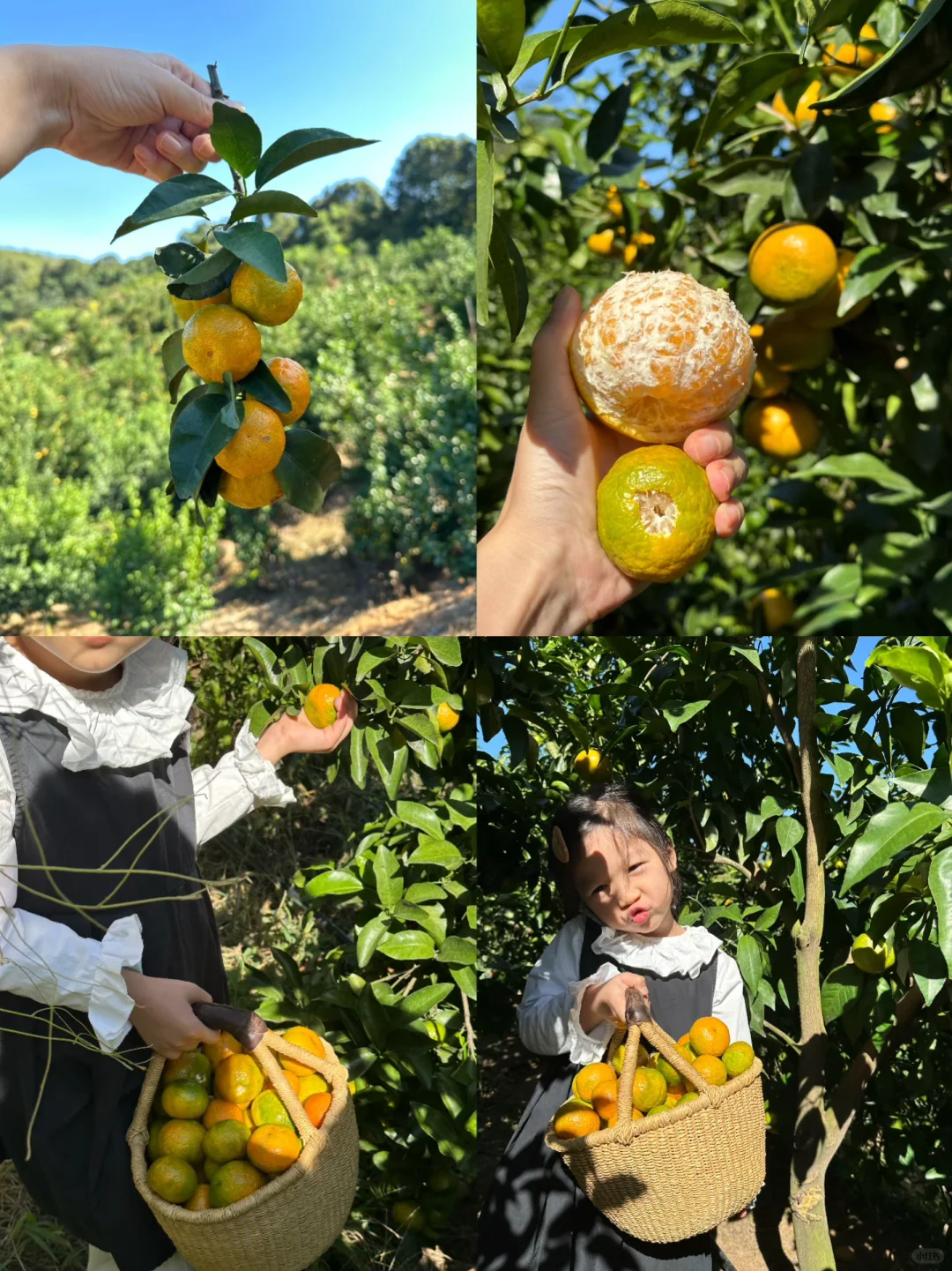 0门票！厦门采摘橘子🍊的快乐……