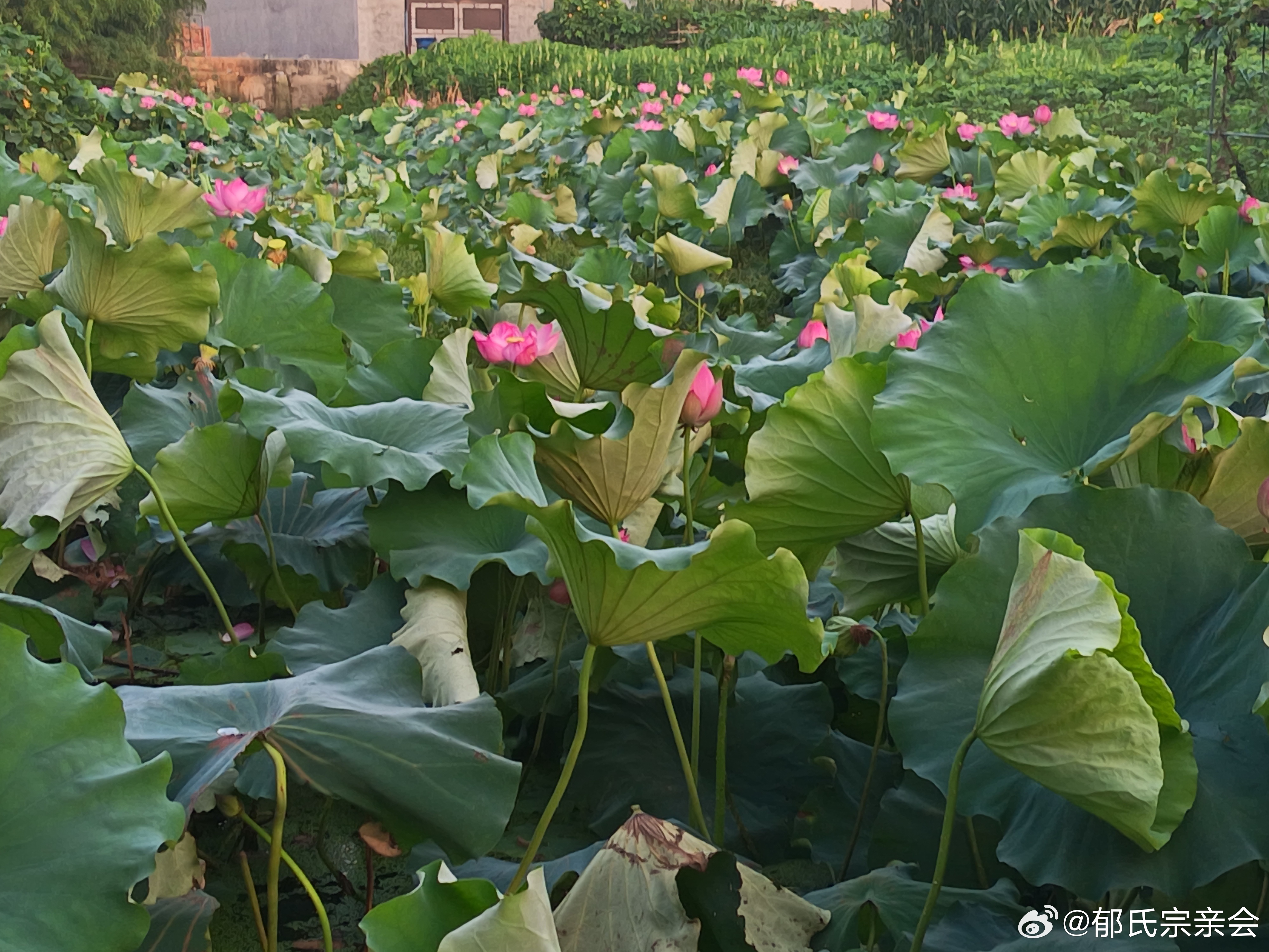 早上好！新的一天让我们充满精气神！斗争的一天！黎明时侯，人为什么没意识的莫明一兴