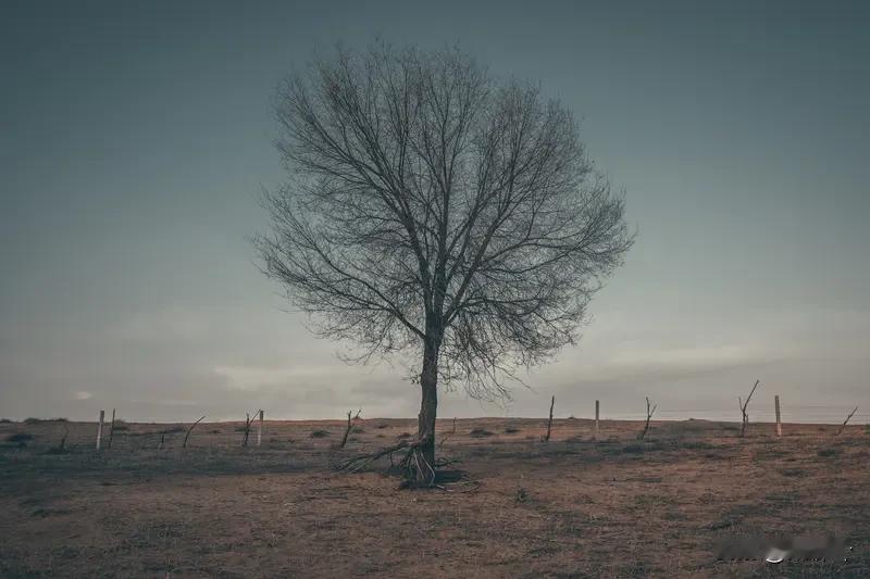 养成

一棵树，
要经历多少夜晚？
才能学会在风中站稳。

不是那些白日的喧响，