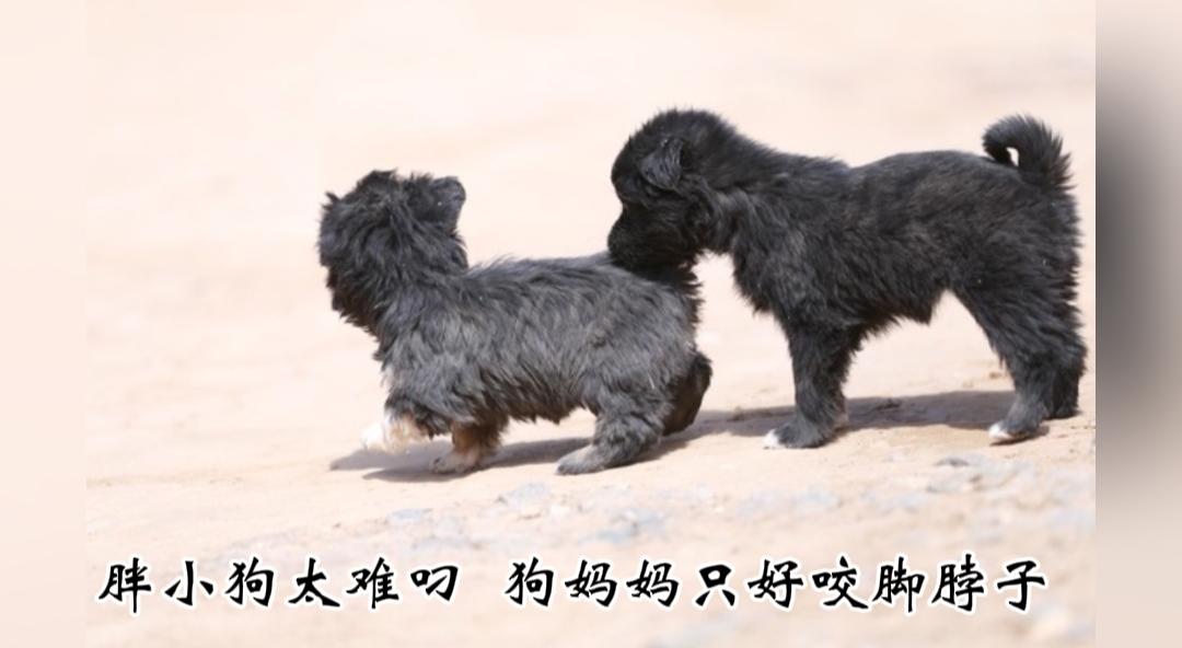 萌翻众人！小狗体型胖乎乎，狗妈妈无处下嘴，只能叼住小狗脚脖子转移。
 
近日网友
