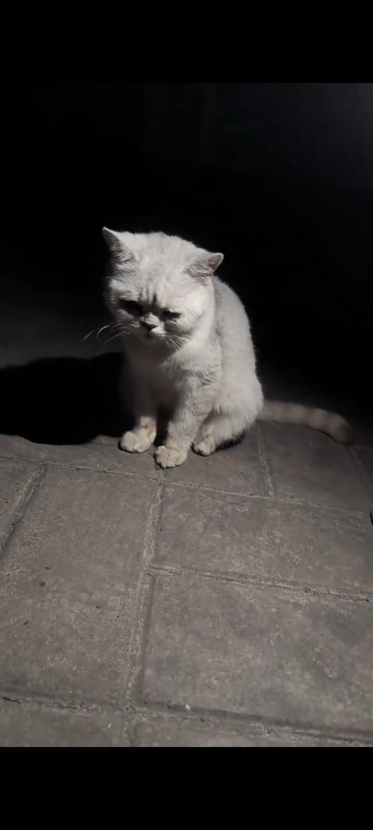 凌晨两点多当一对情侣下班回家经过一处小区门口的时候，突然发现一只可怜巴巴的银渐层