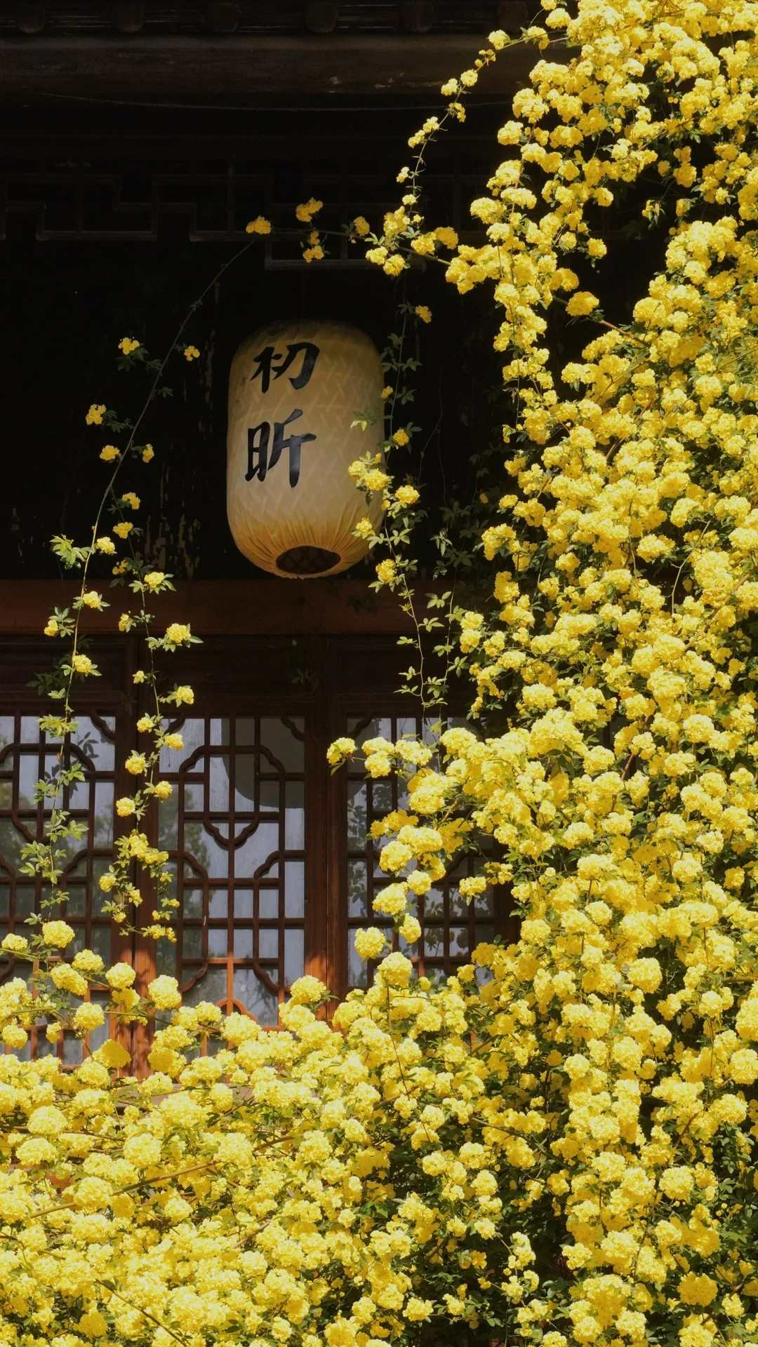 四月来苏州🌼私藏5️⃣个黄木香赏花地‼️