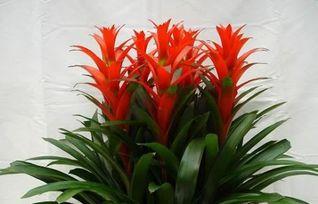 为什么飞机上必须装黑匣子？飞行安全的“守护神”

在现代社会，飞机已经成为人们出