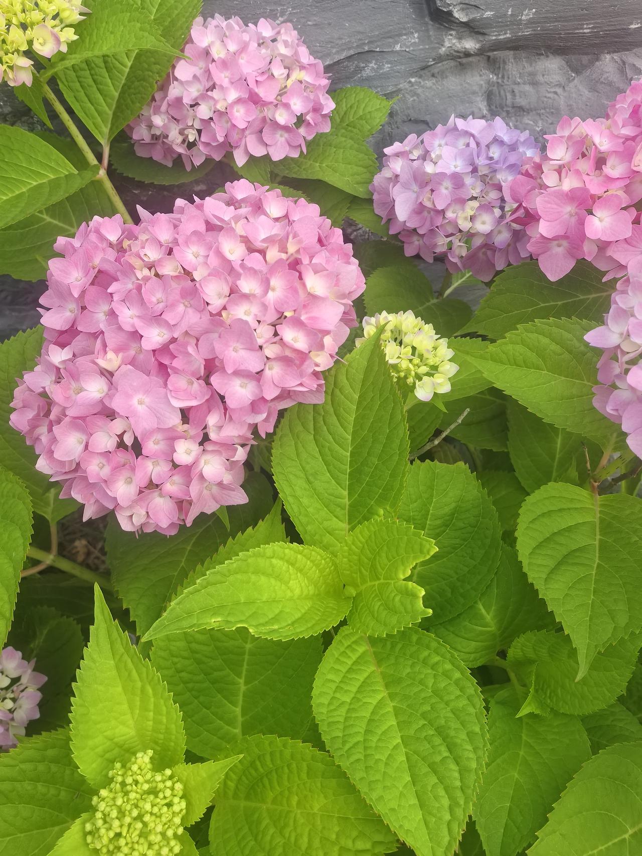 晒图笔记大赛公园里的绣球花