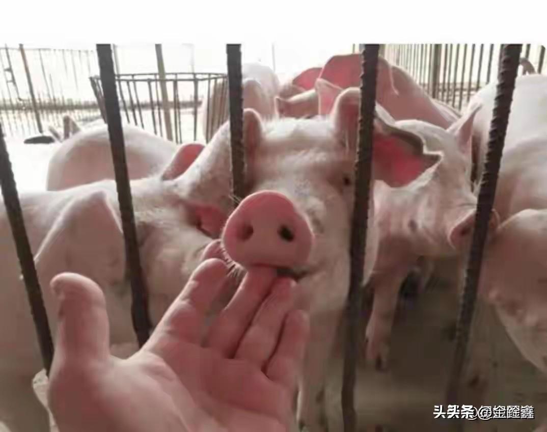 美国出口中国的猪肉一斤仅4元？别急着羡慕，这背后的算盘真不是一般精

最近刷短视