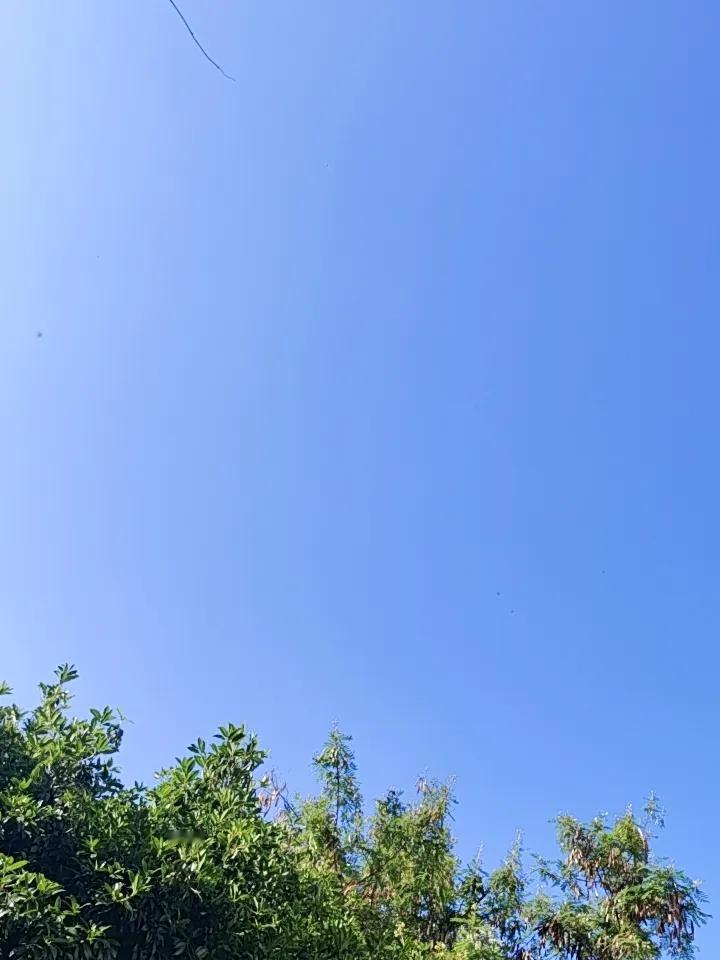 昆明的晴朗天气，真的能把天空美到极致。就说冬季，五华区同仁街沿路的滇朴进入最佳观