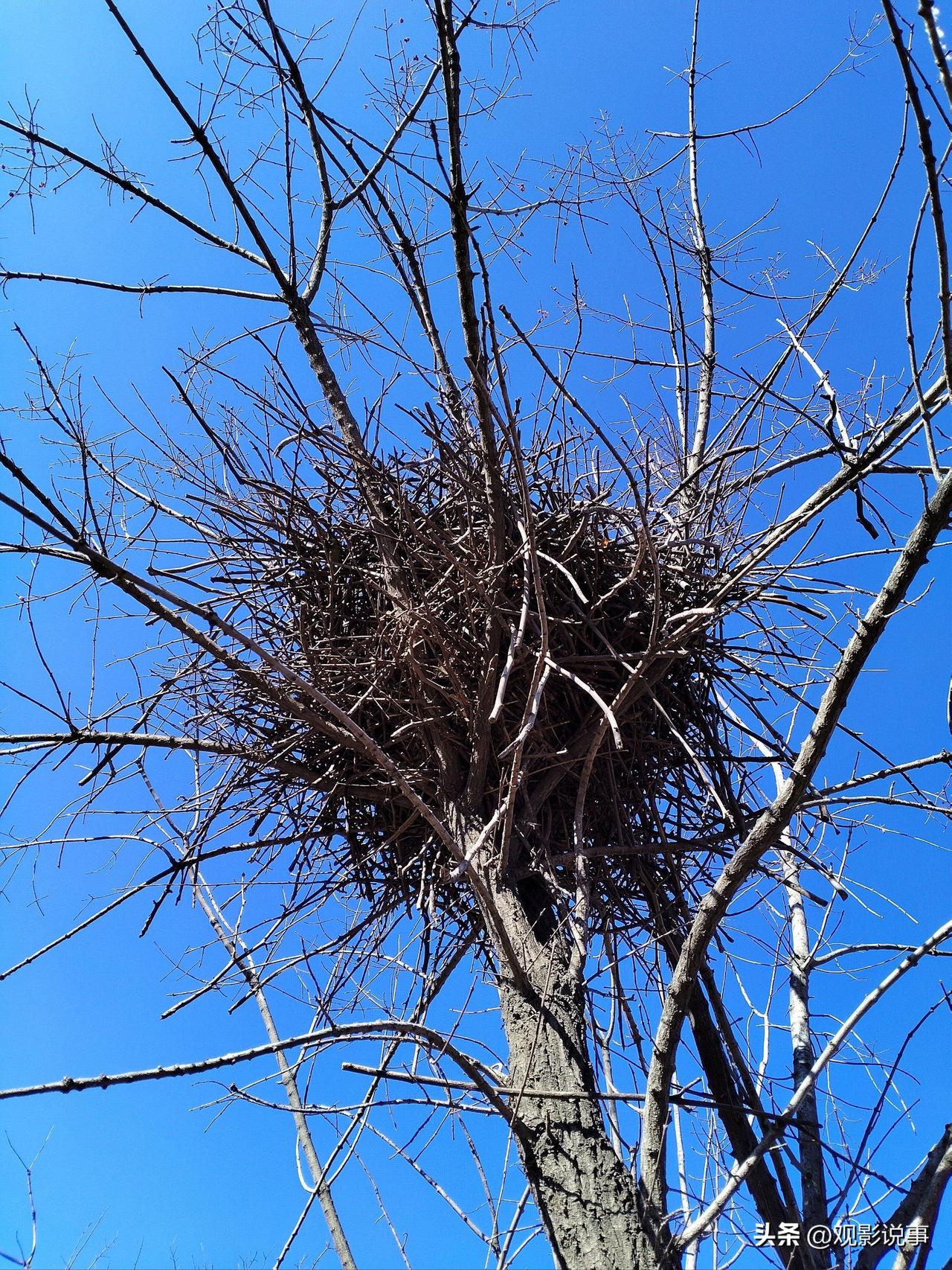 近日，一名高三学生因备考期间受到校园鸟鸣的干扰，写信请求学校“拆除鸟巢”。
然而