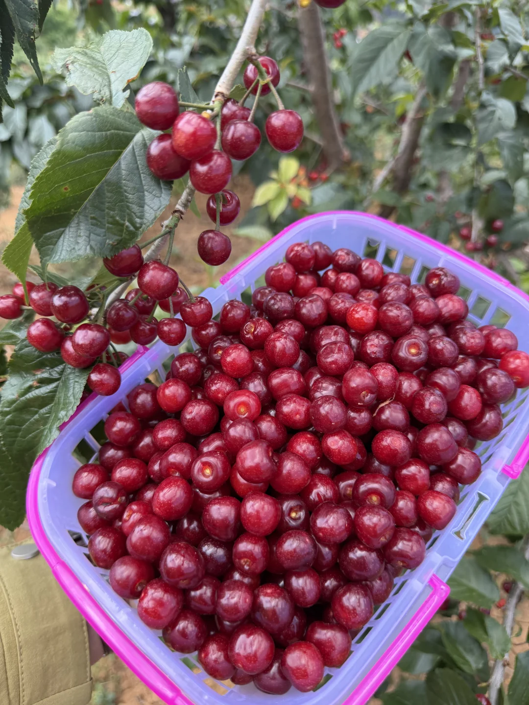 最后几天了哦，错过了就再等一年了