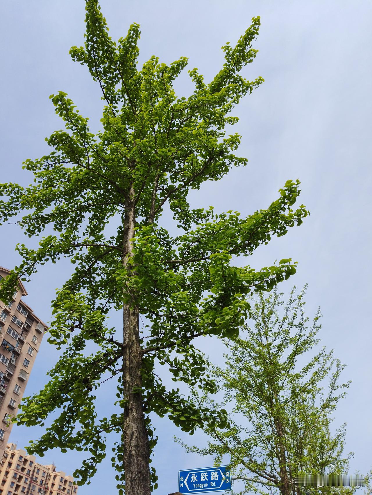 看看你手机里的银杏树刚好昨天拍了一张全绿崭新的银杏。