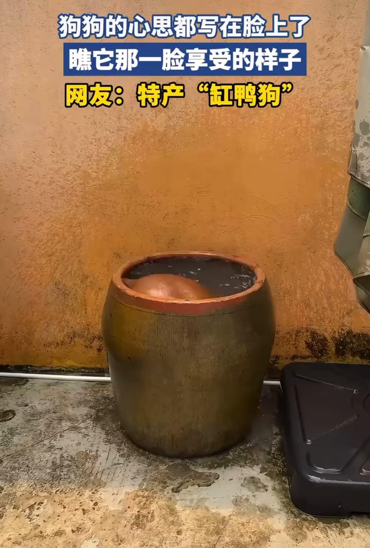狗狗的心思都写在脸上了，瞧它那一脸享受的样子。
网友：特产"缸鸭狗"。