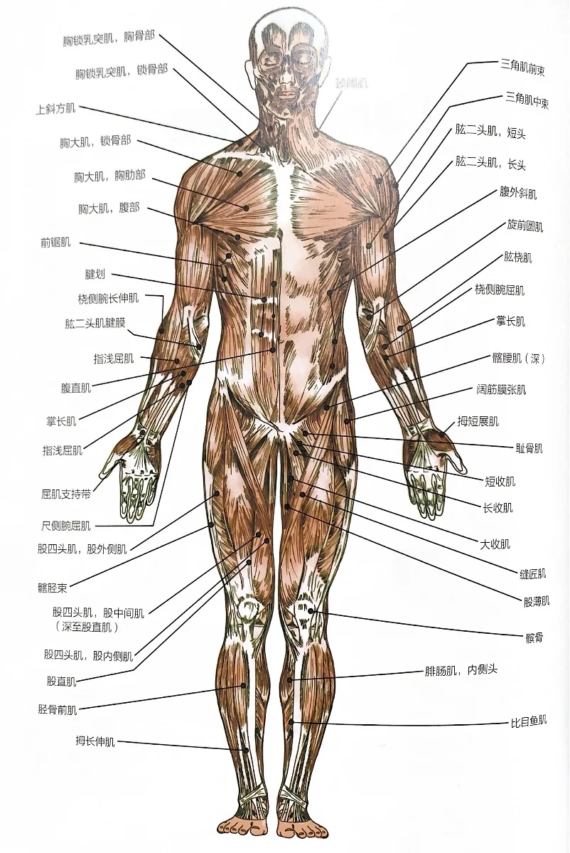 人体的肌肉和骨骼图