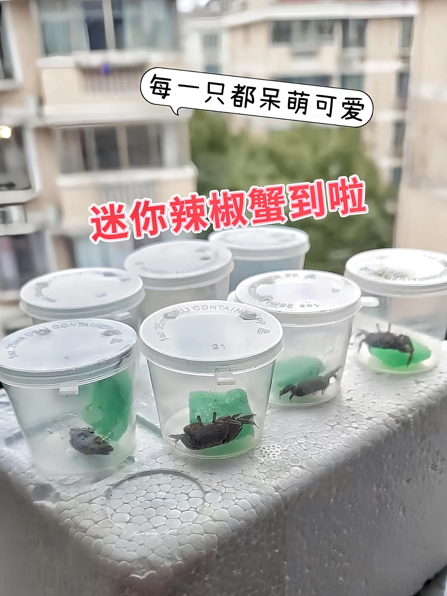 清洁水质：迷你辣椒蟹为杂食性动物，会摄食藻类 、残饵及鱼类粪便，避免藻...