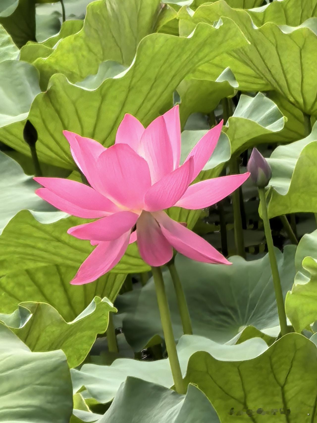 红梅公园里曲池风菏的荷花开了，引来许多游人拍照。
