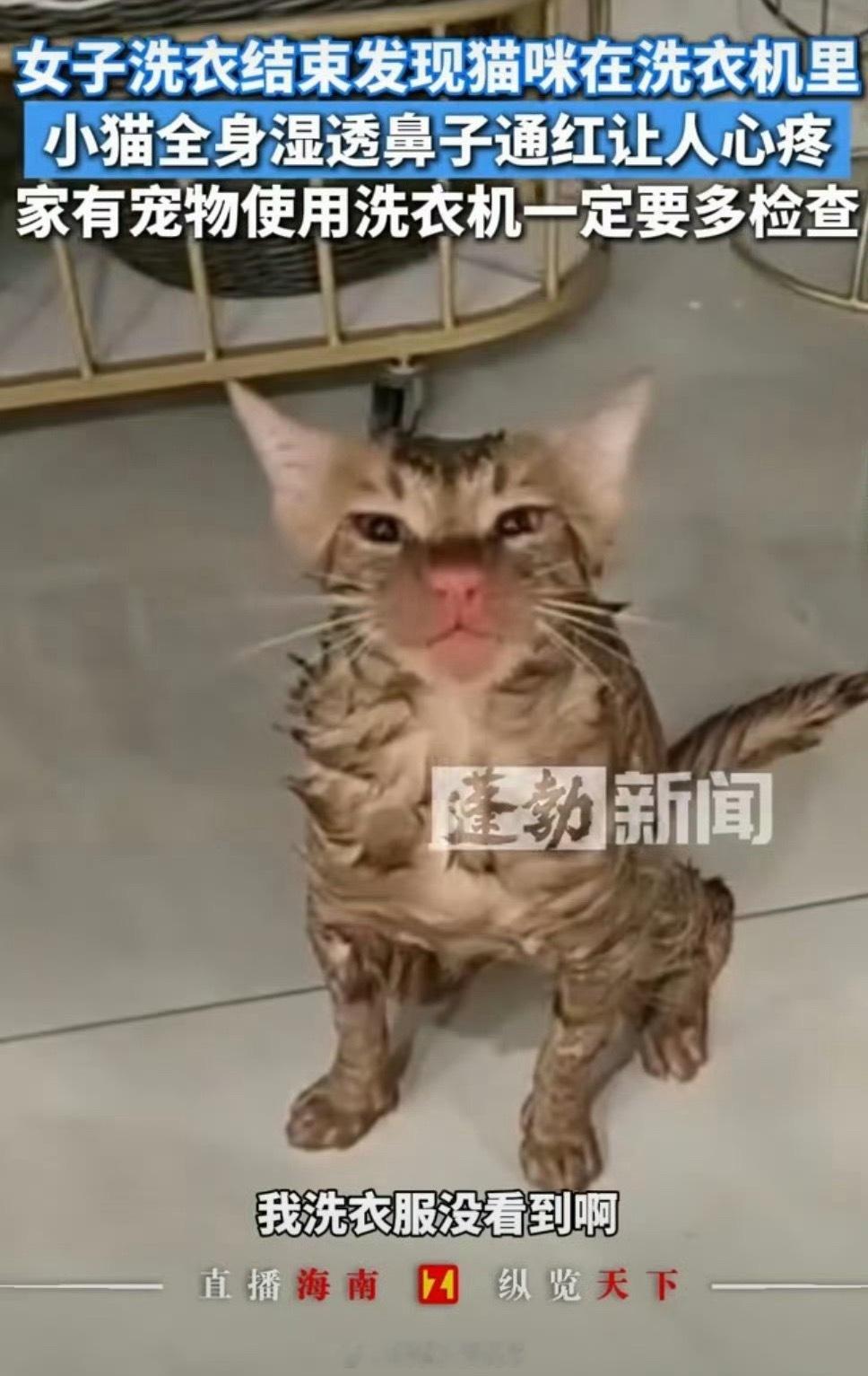 女子洗衣结束发现猫咪在洗衣机里 天呐‼️赶紧给它烘干啊，养猫人发出来尖锐的爆鸣声