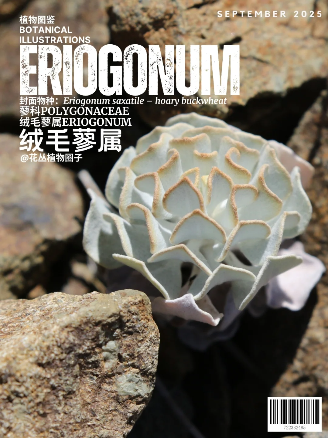 绒毛蓼属Eriogonum