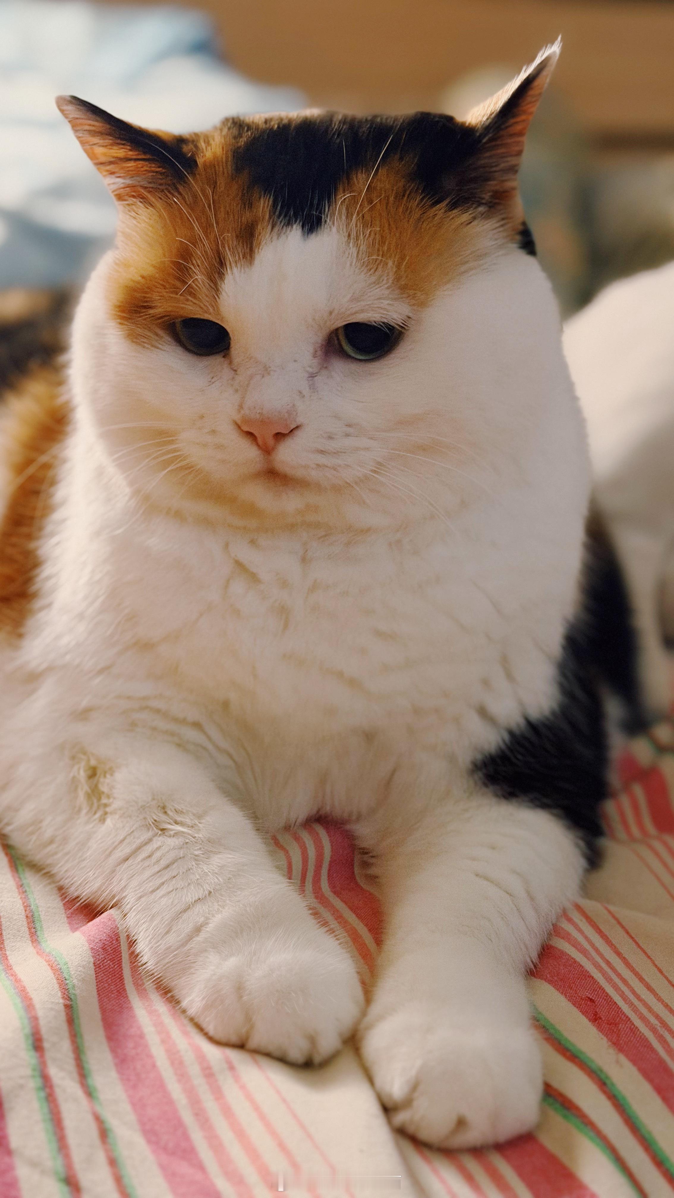 能看得出她在生气吗？我爱三花猫