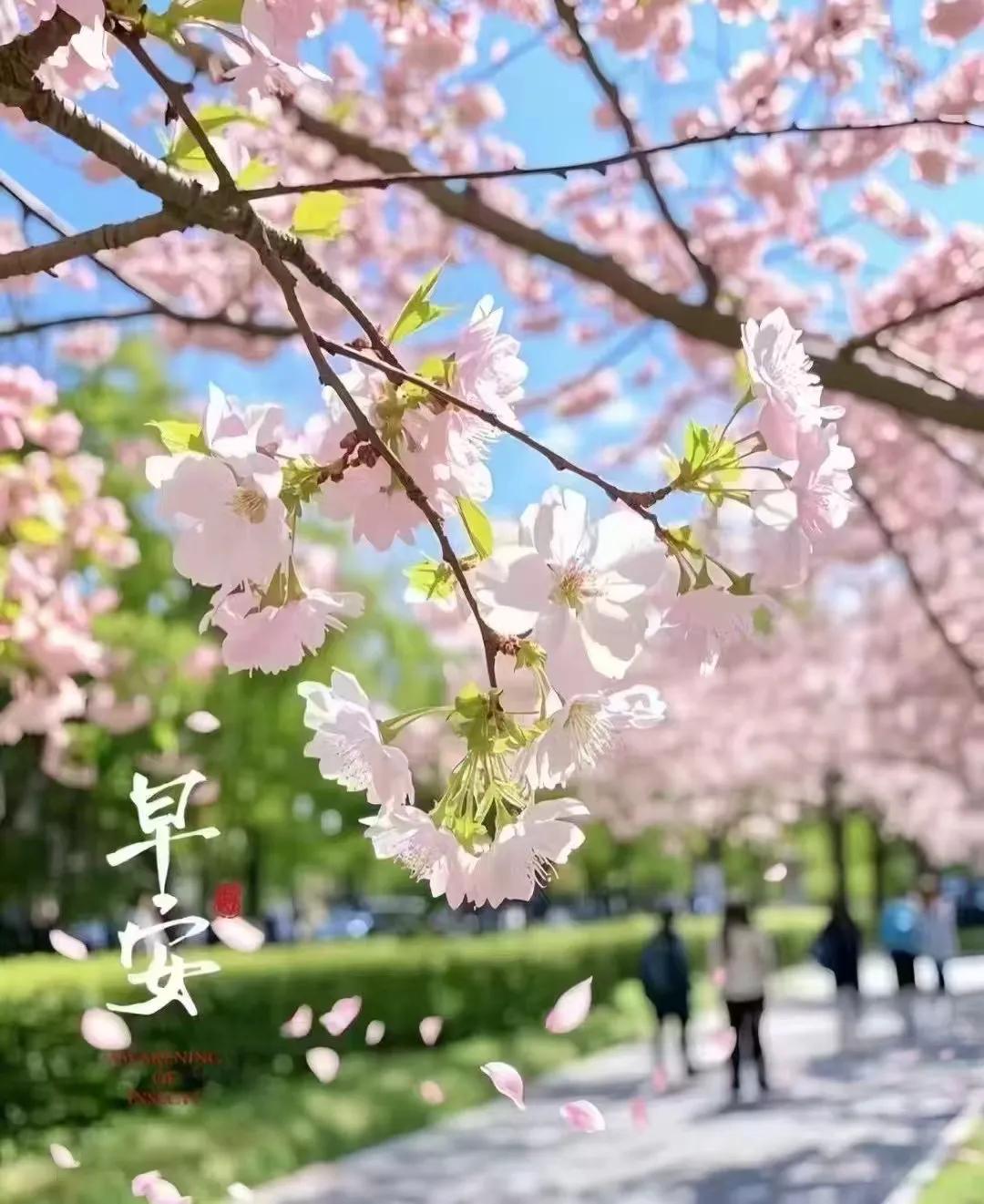 春日生活打卡季晒出你手机里的一张花束照片 分享一张最美的风景图片 随手拍一张你所