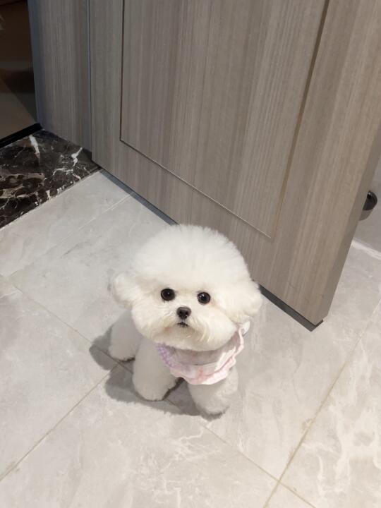 狗界最美小孕妇