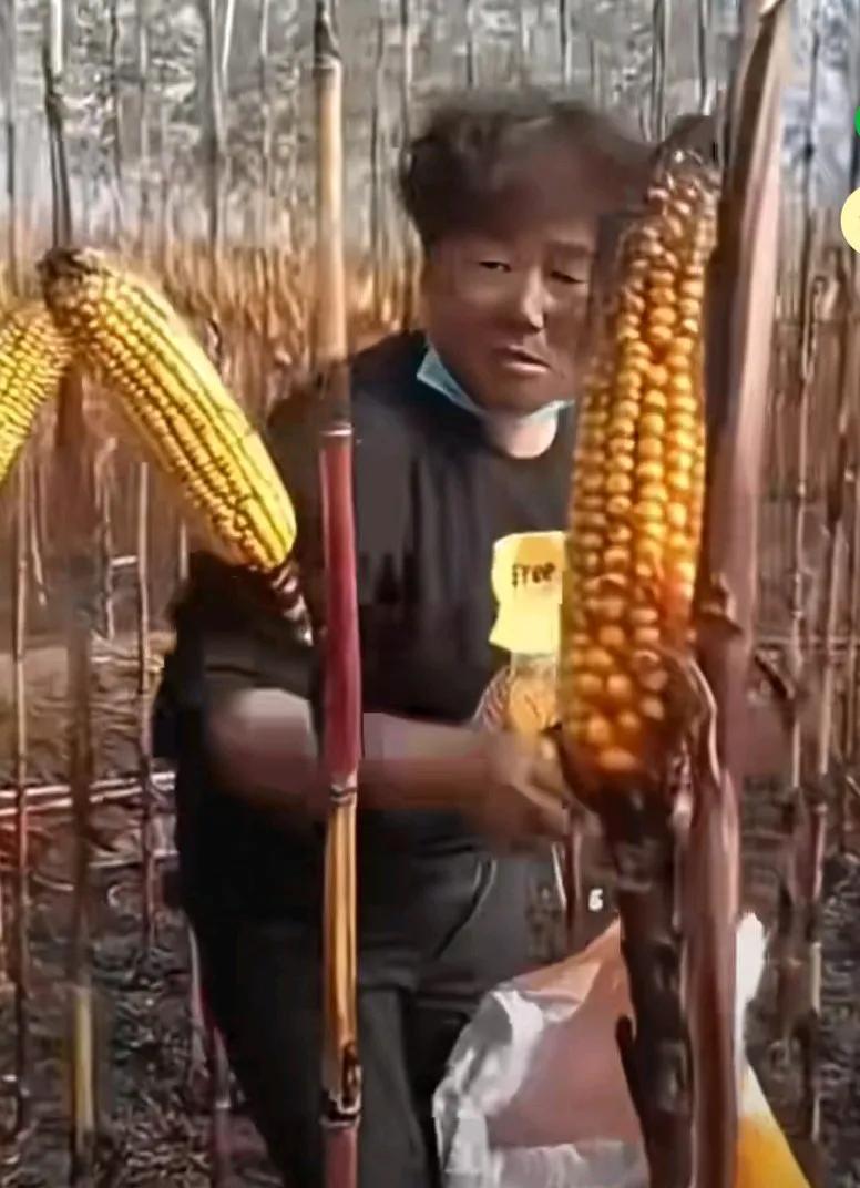 玉米地意外被烧，烧完后发现玉米格外好掰，
玉米地里光杆节上长着一根玉米，
大姐咔