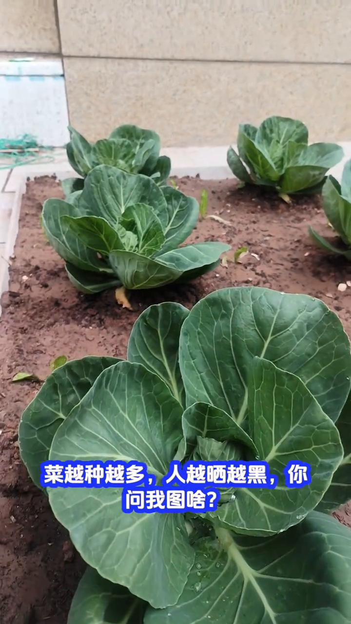 我的小菜园。
别老问我天天干啥，不是种菜就是除草，浇水施肥一样不落。菜越种越多，