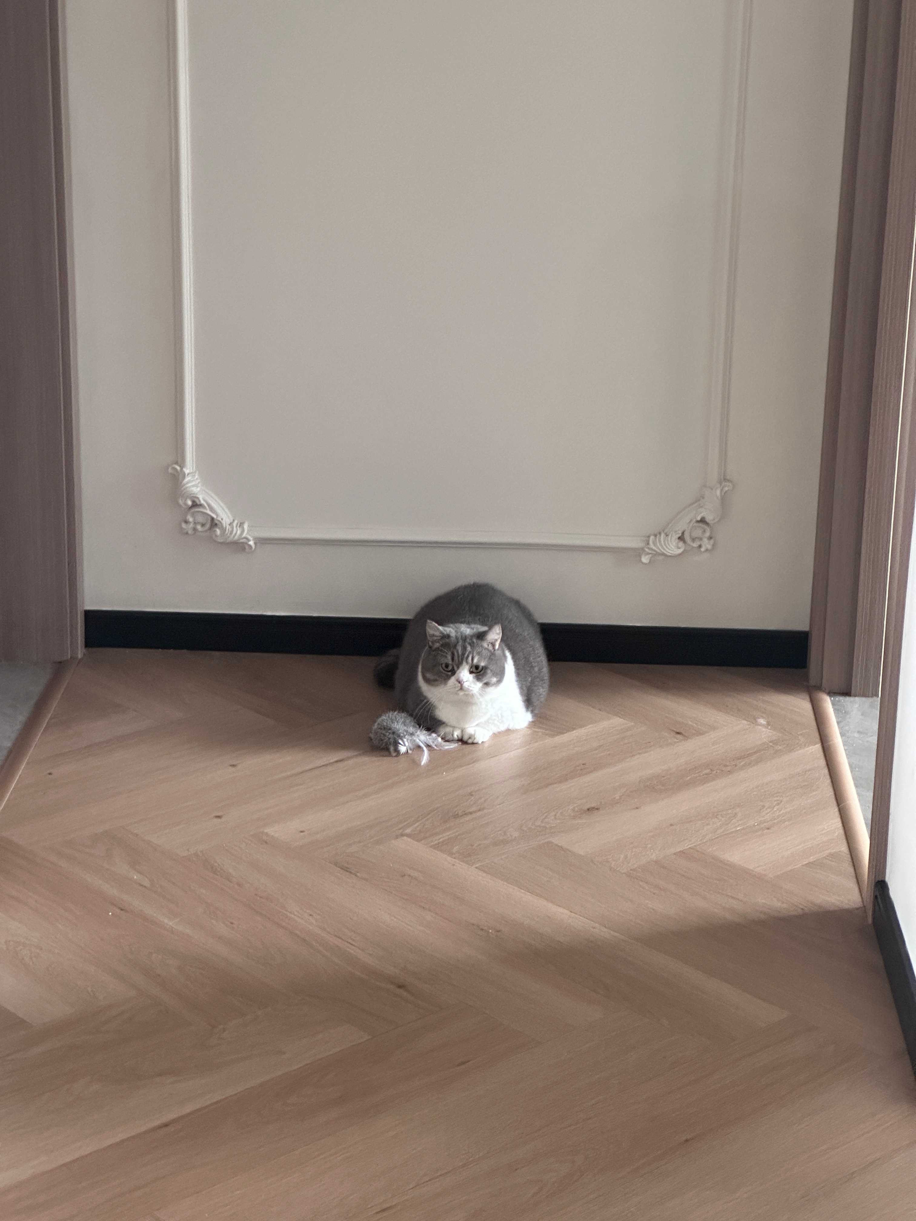 深夜分享一只小小……大卡车喵😶再次说明拍摄角度 很重要！！！ 