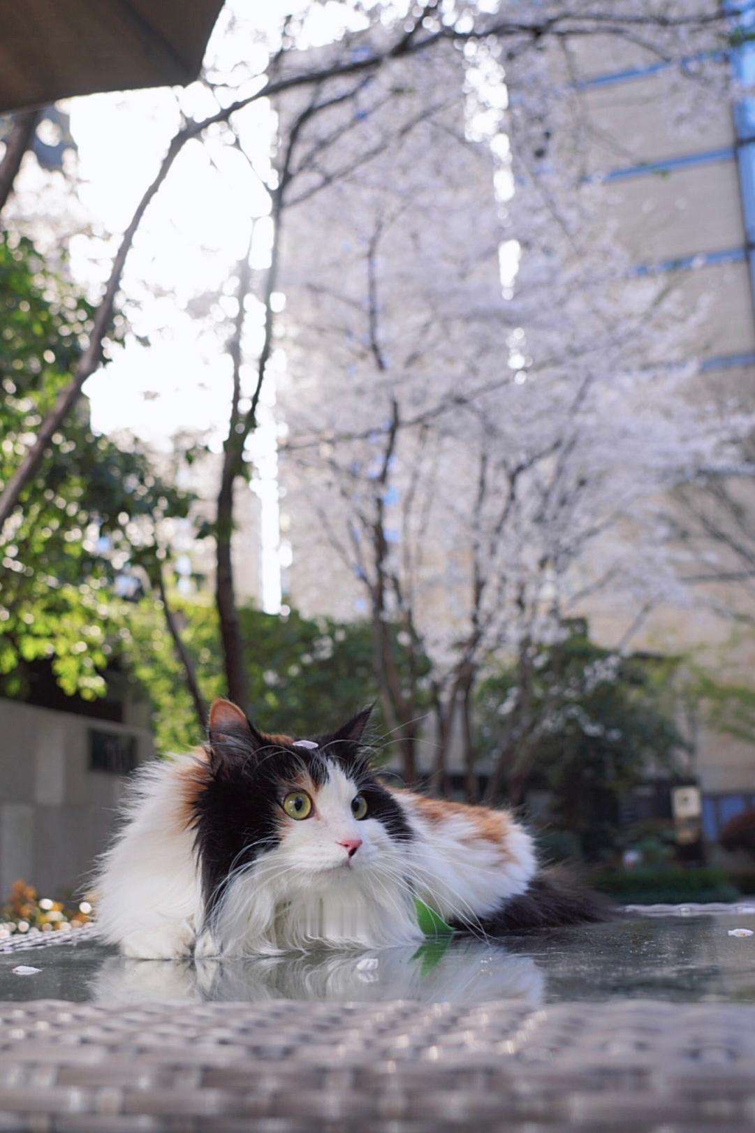 带小龙女去拍樱花啦~ 🌸（其实就是对面小区，图14.15-小猫咪天天趴的这个大