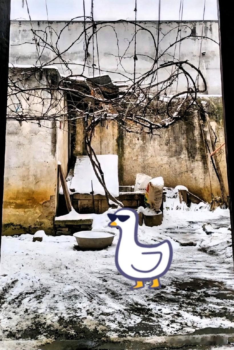 推开家门，眼前的小院已经被雪裹得严严实实了。那棵种了快十年的葡萄藤，如今只剩光秃