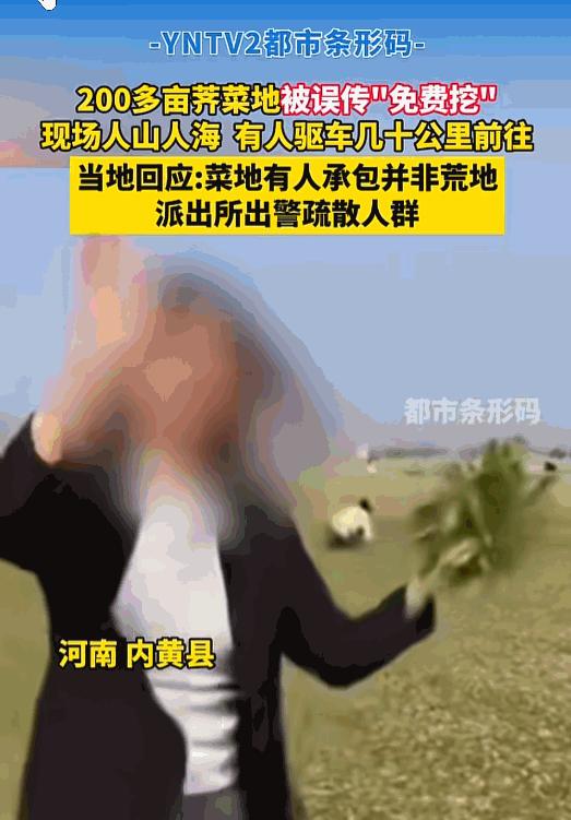 太嚣张！河南安阳，女子发现200亩荠菜，她不问主人，也不管地界，当场动手狂挖，还